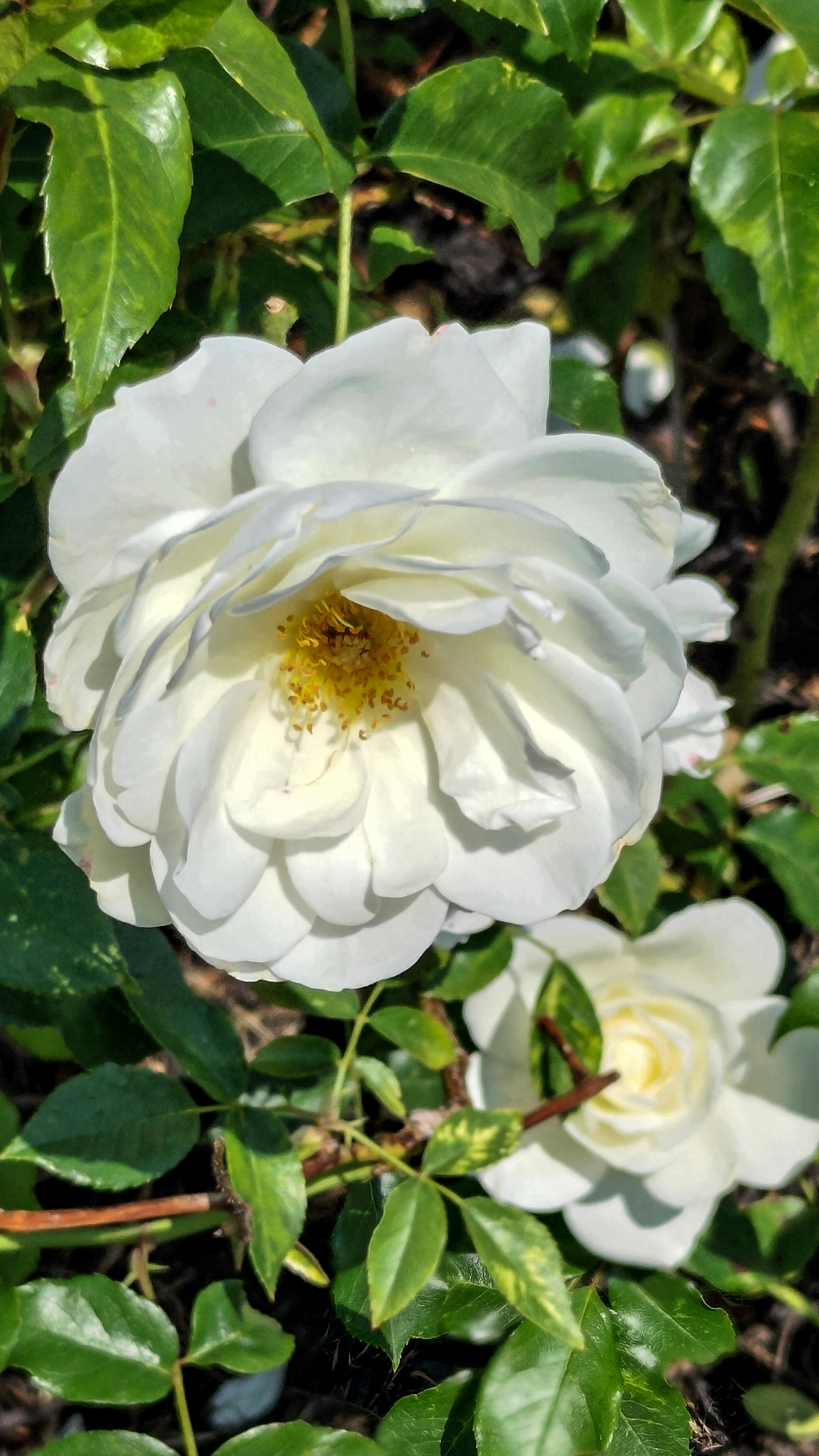 slideshow image