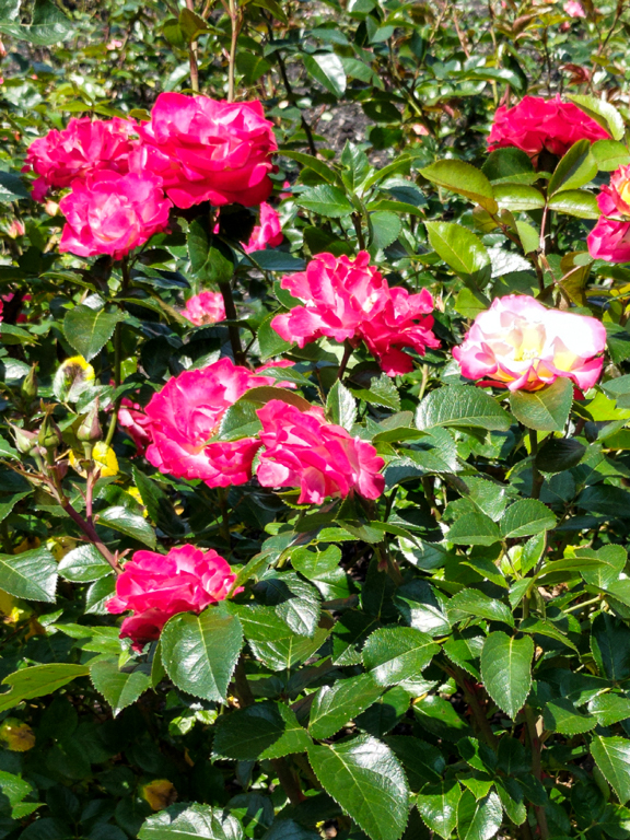 slideshow image