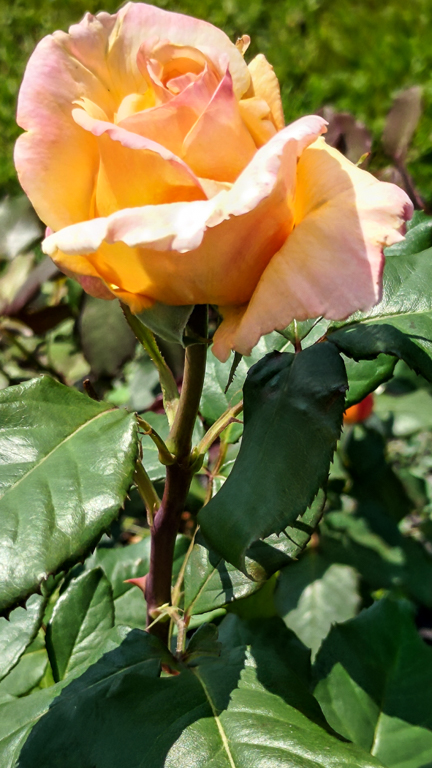 slideshow image