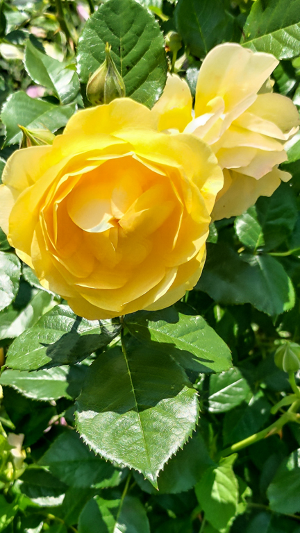 slideshow image