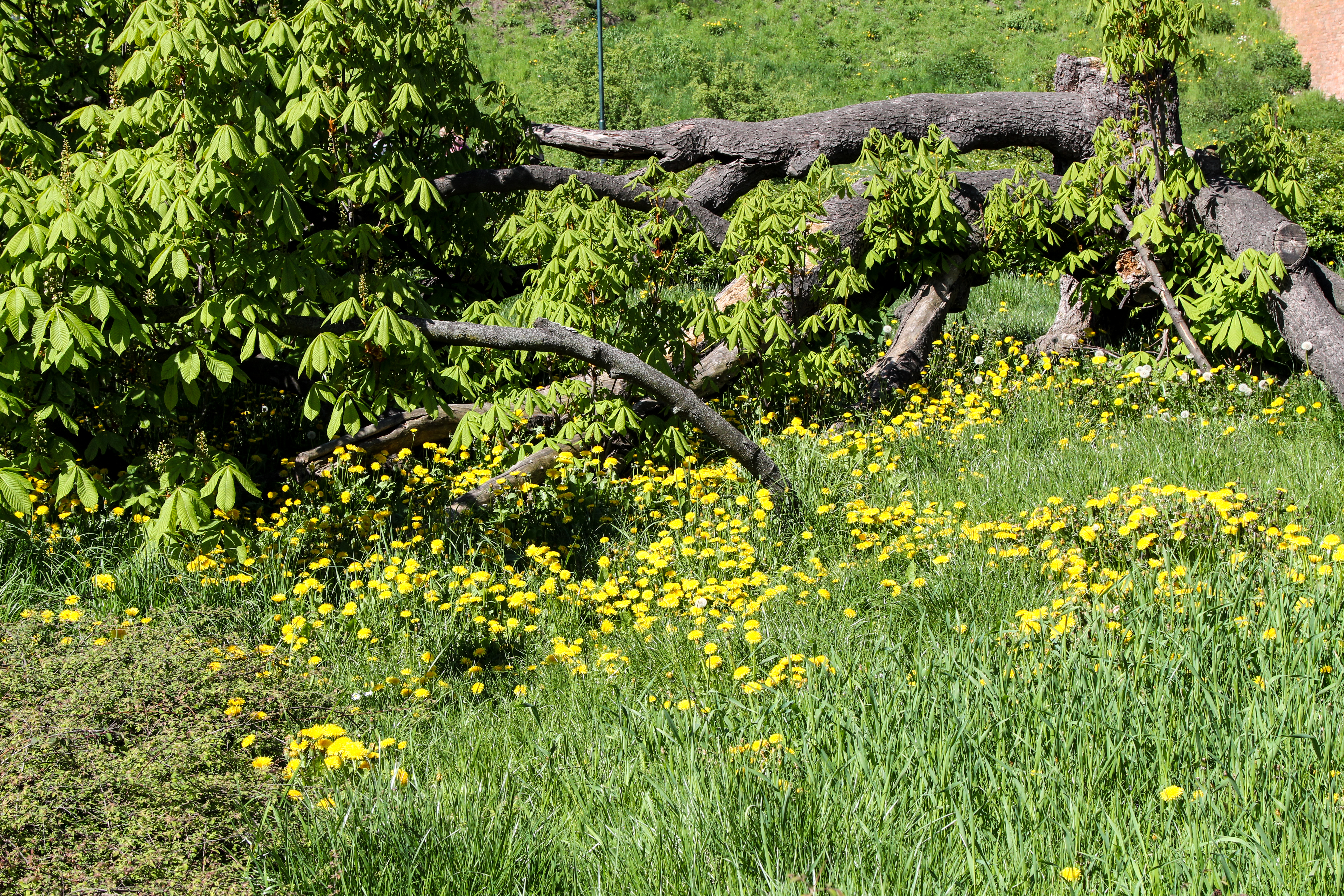 slideshow image