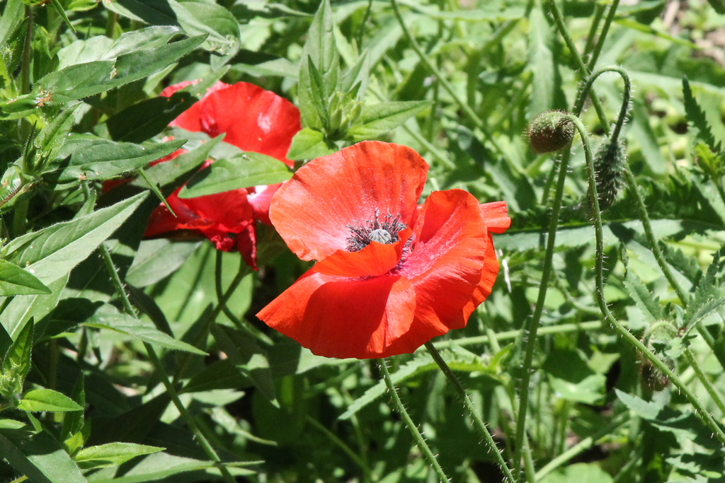 slideshow image