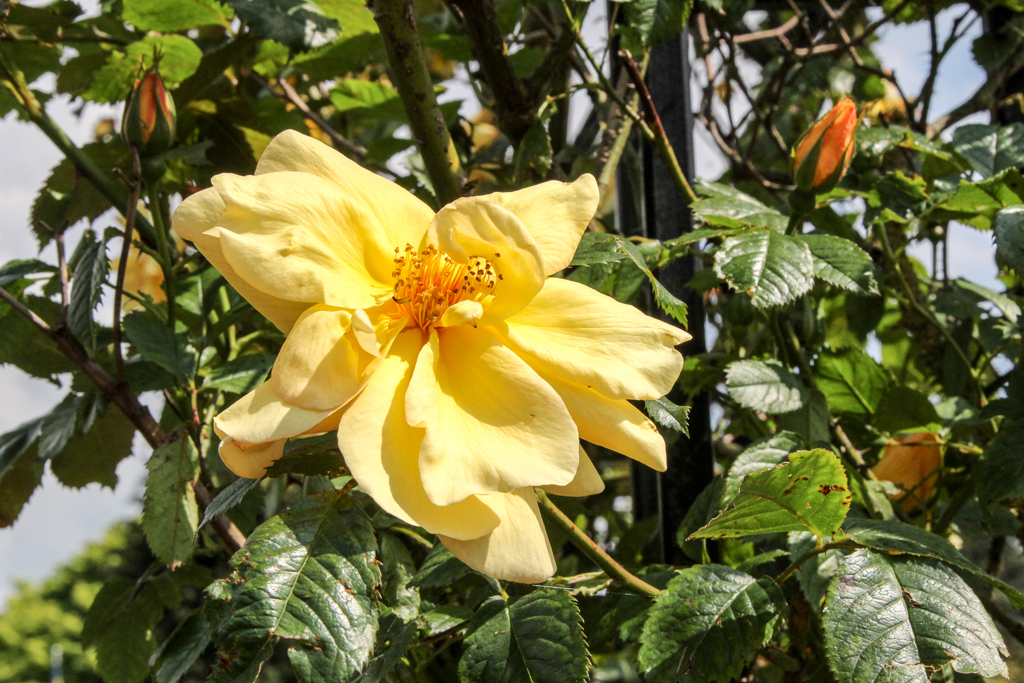 slideshow image