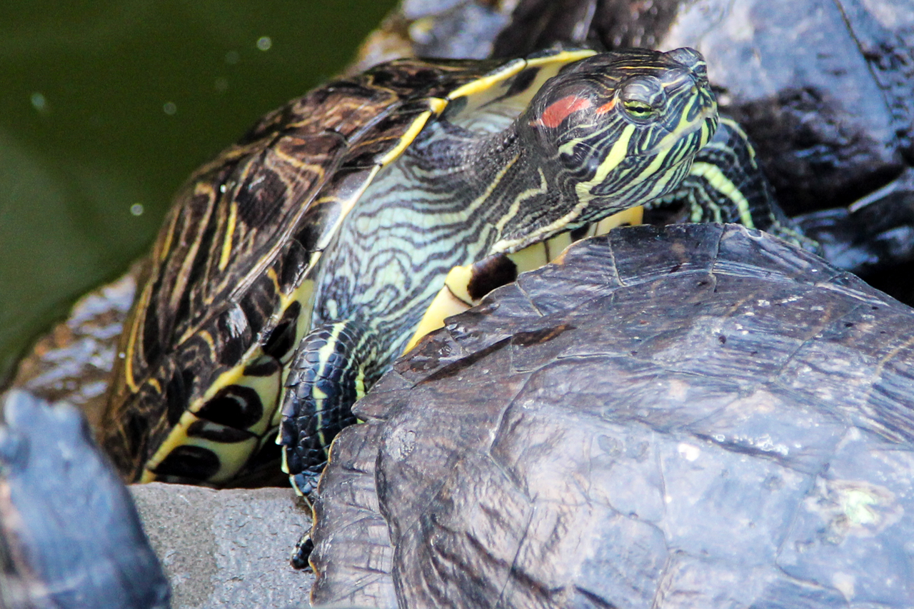 slideshow image