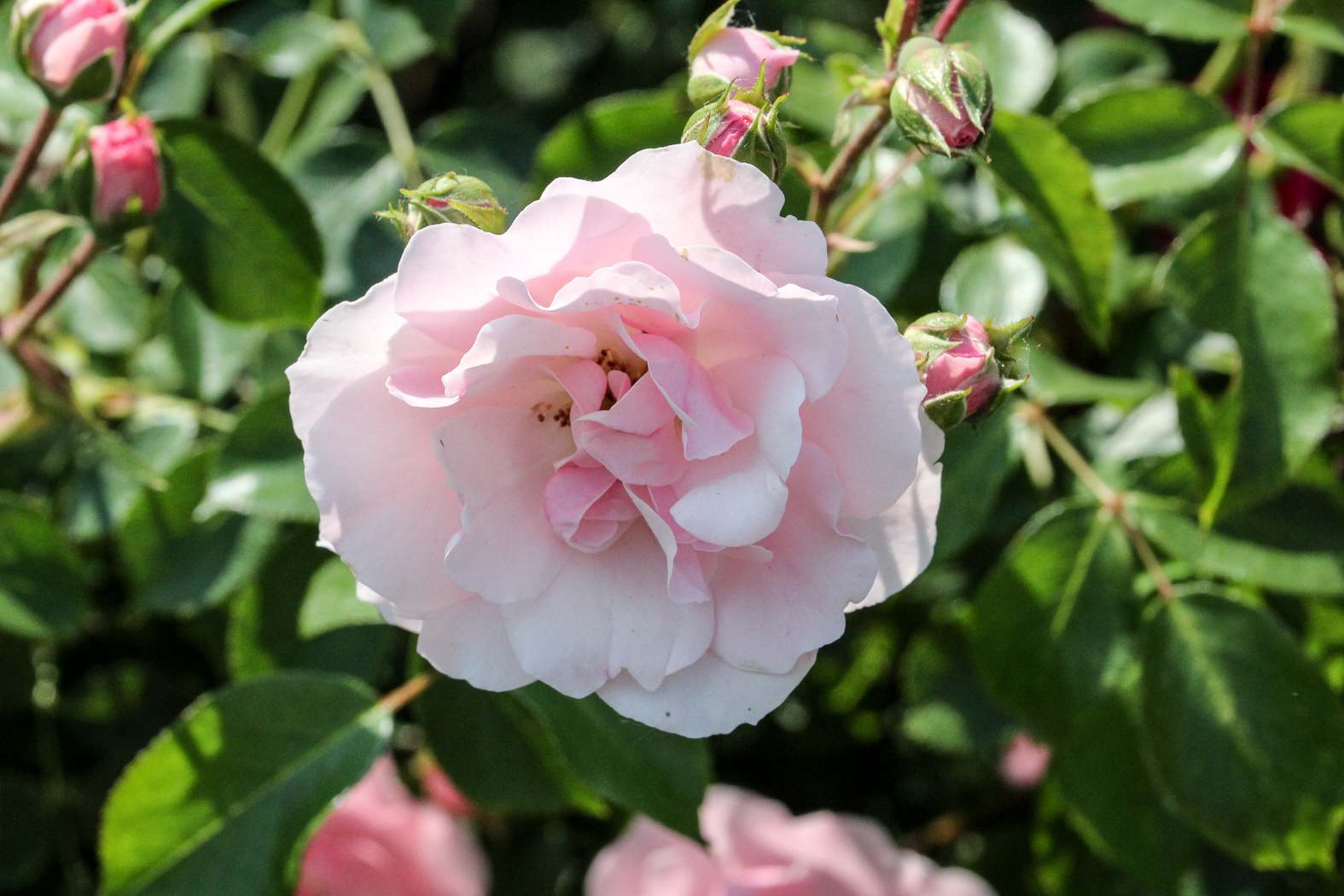 slideshow image