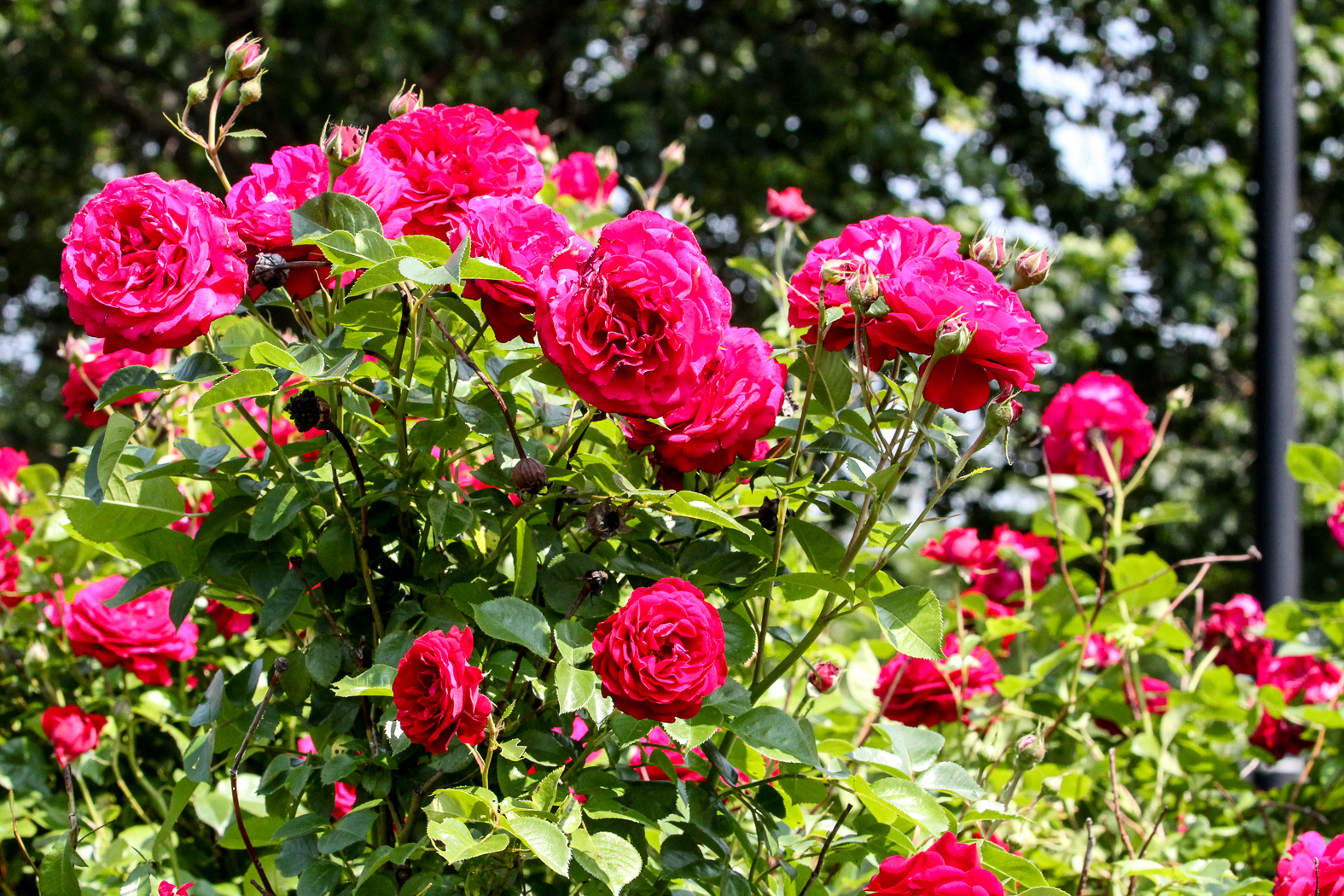 slideshow image