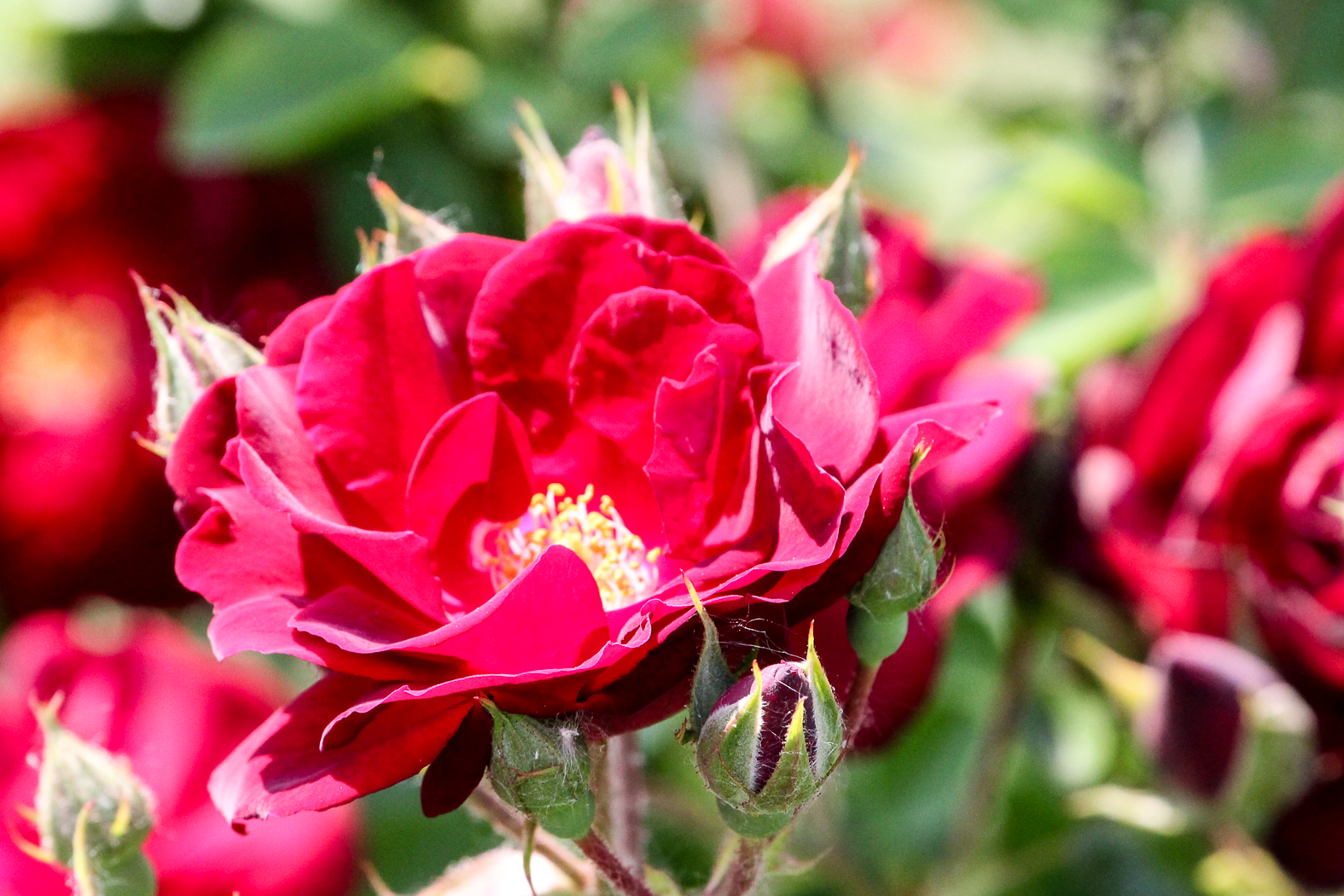 slideshow image