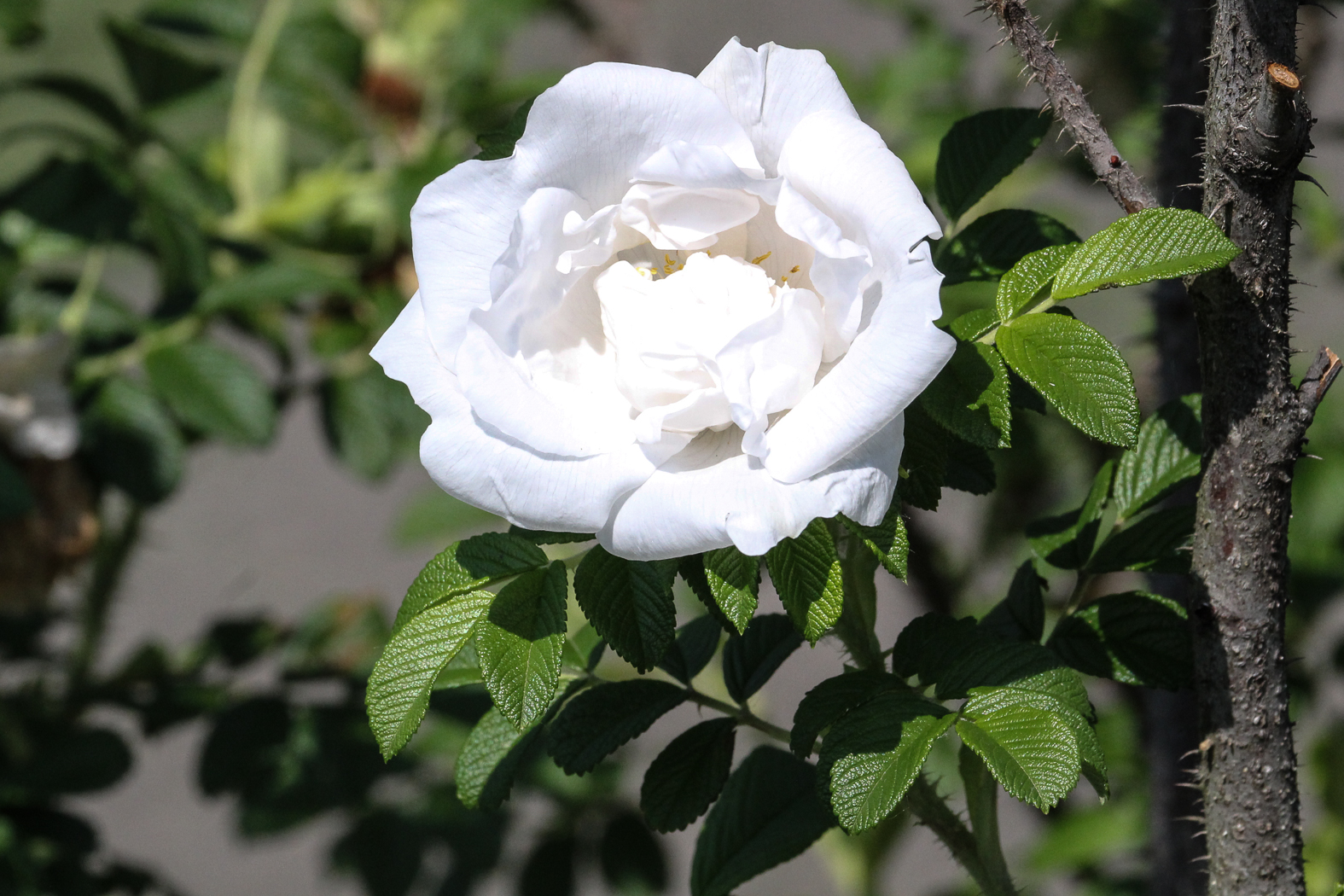 slideshow image