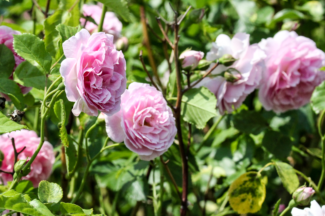 slideshow image