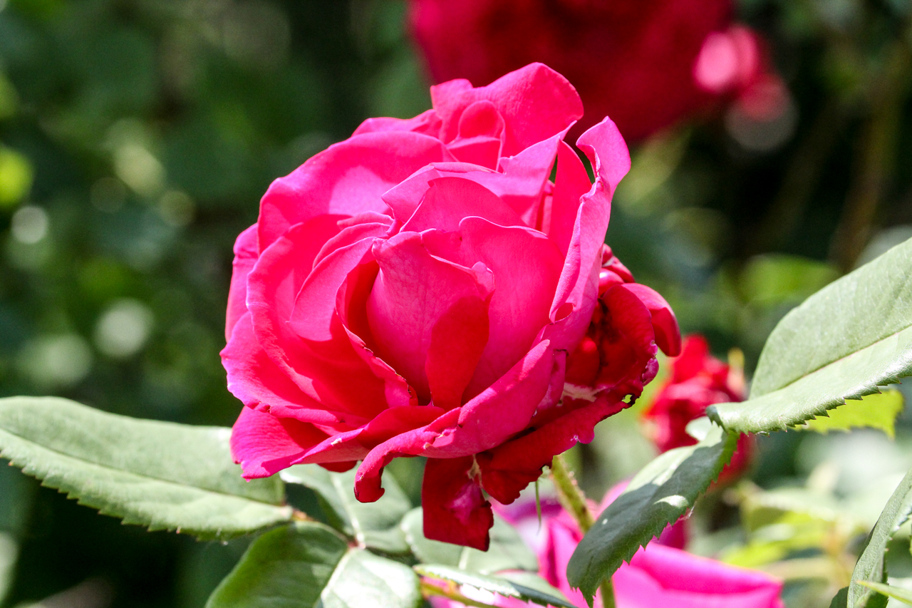 slideshow image