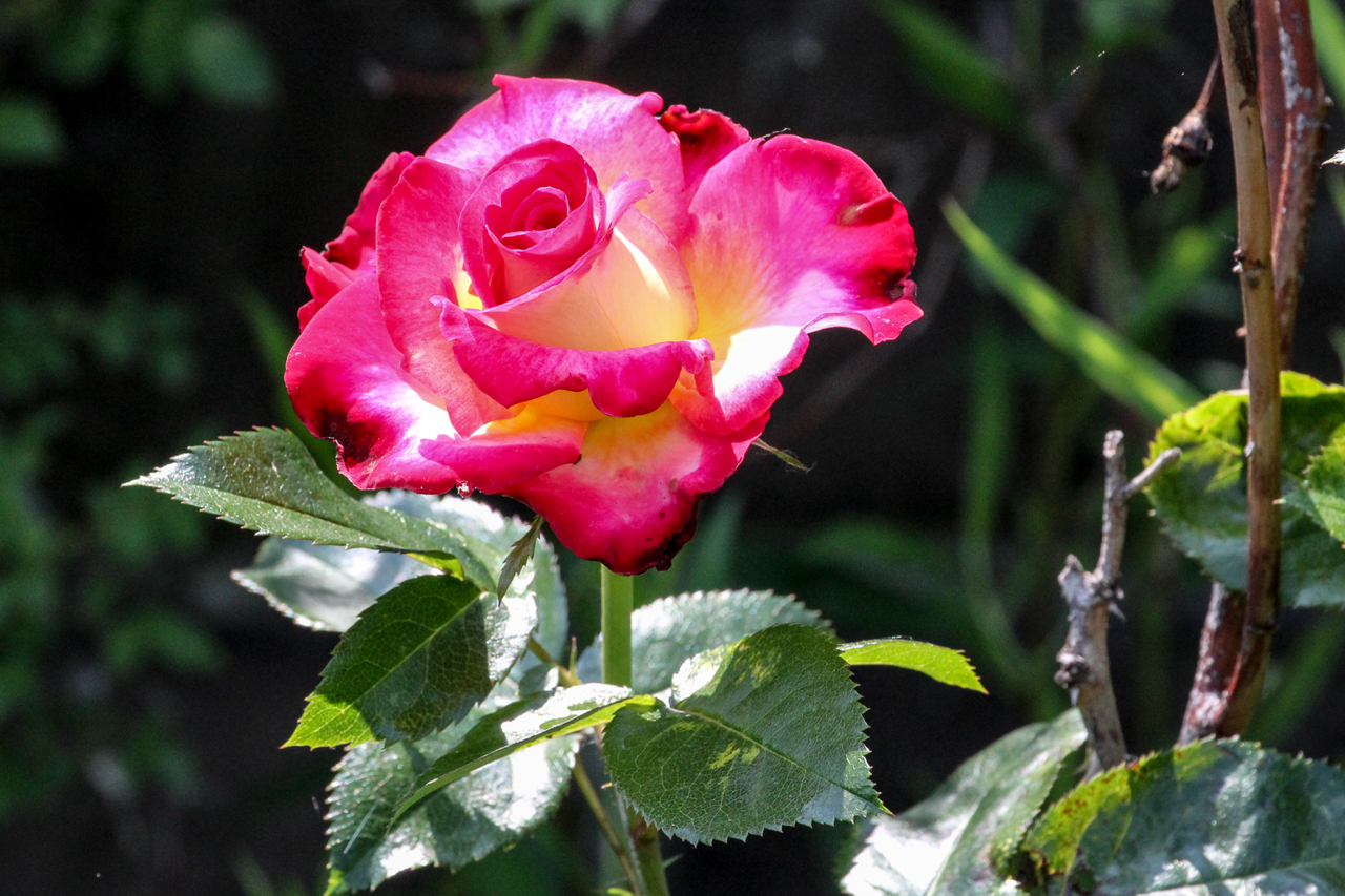 slideshow image