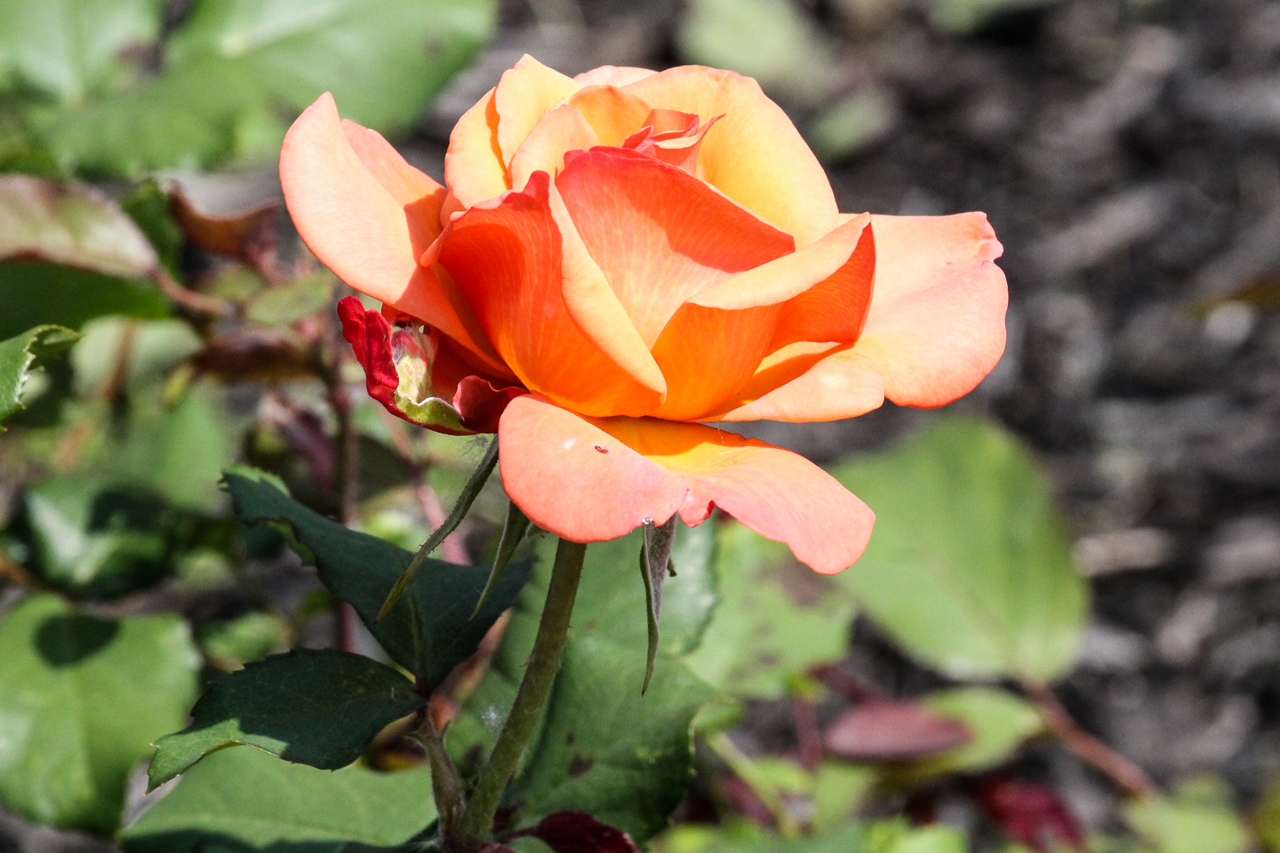 slideshow image