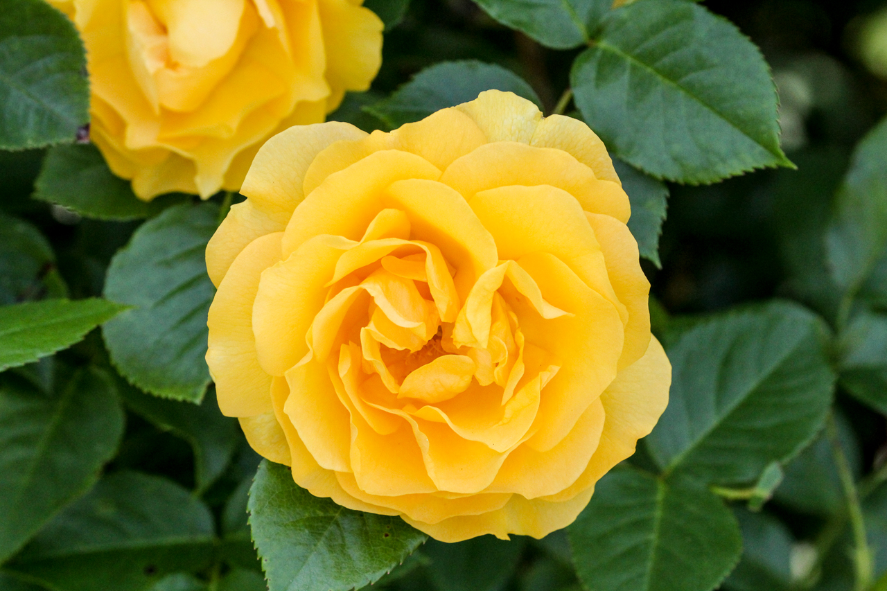 slideshow image