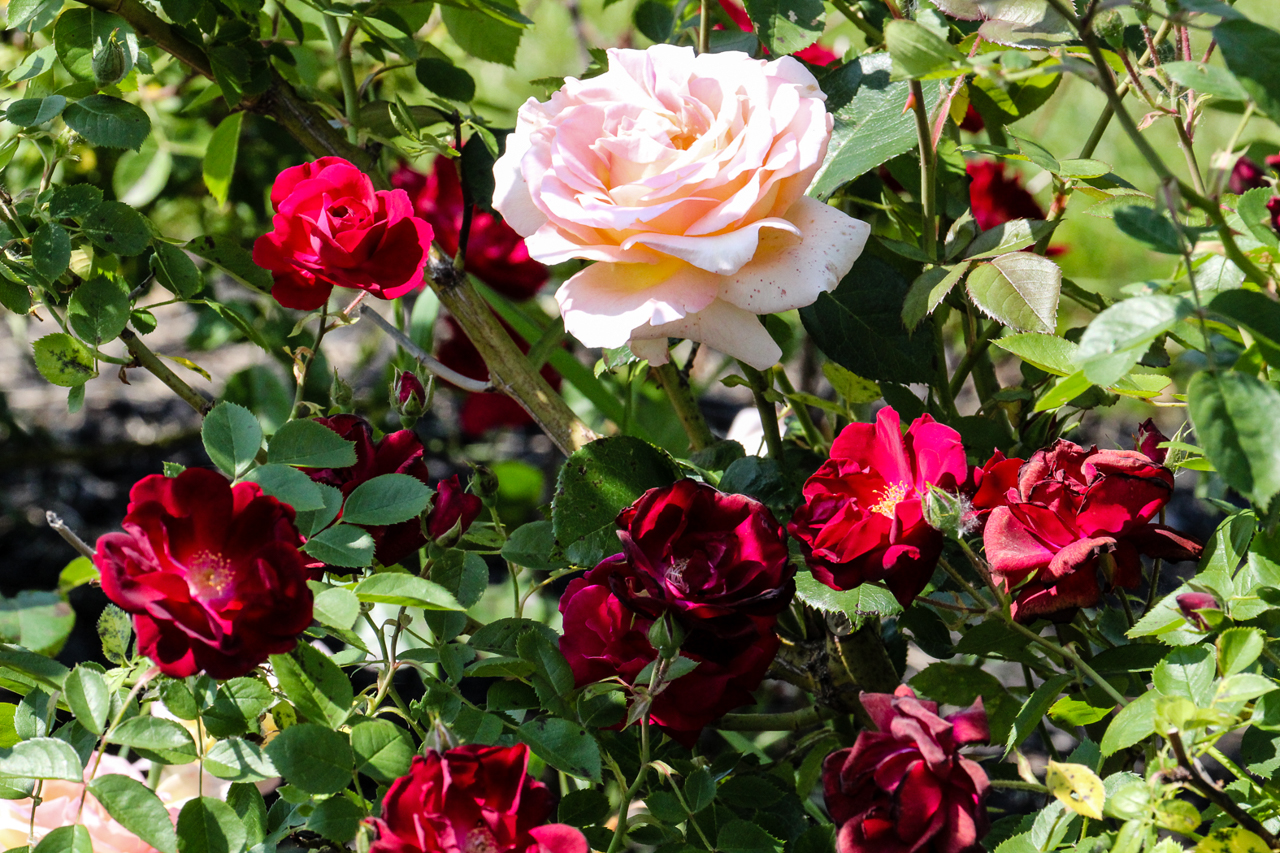 slideshow image