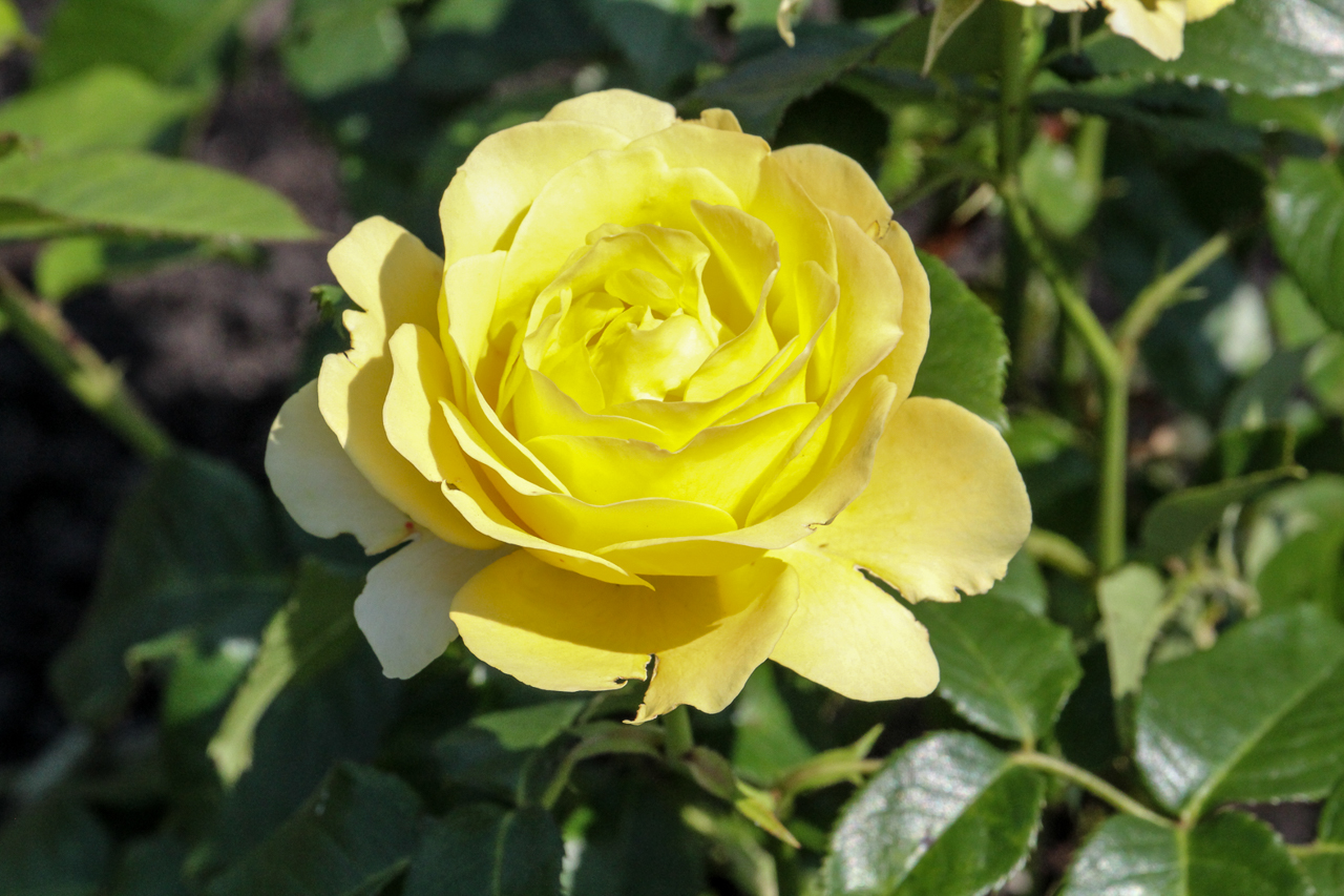 slideshow image