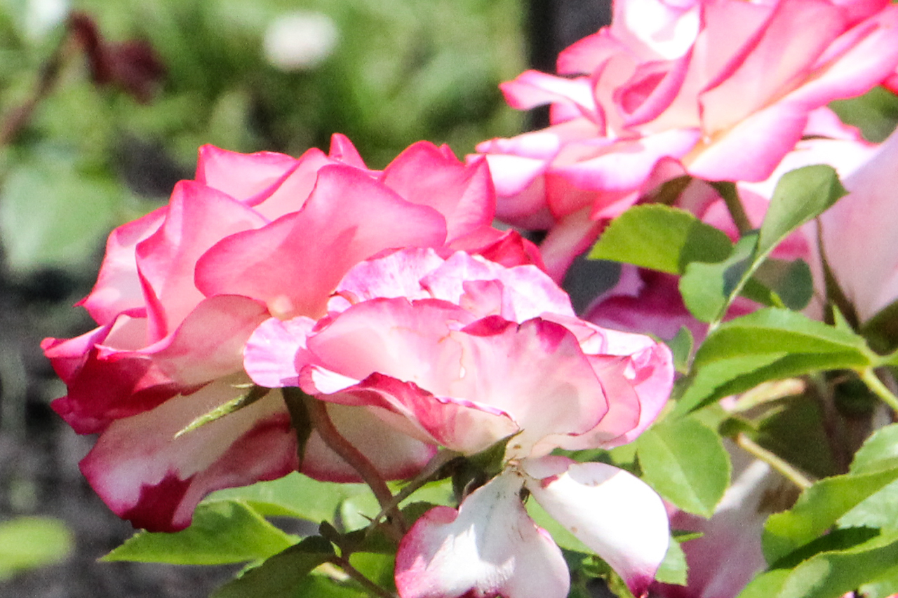 slideshow image