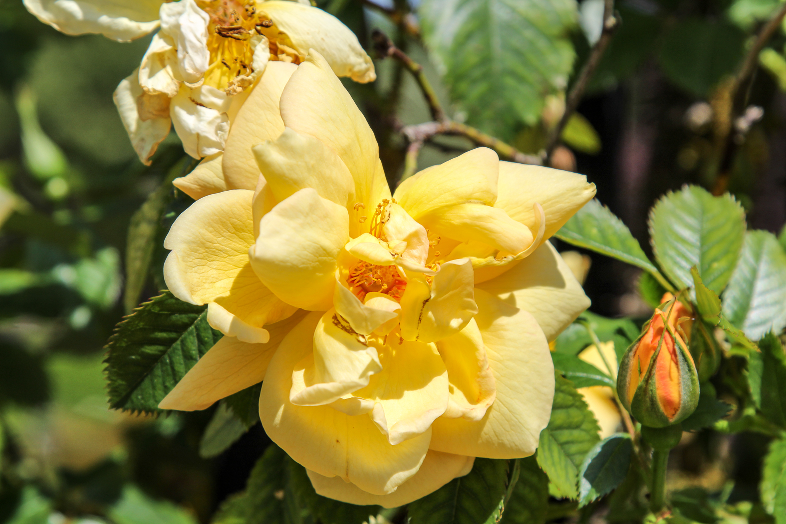 slideshow image